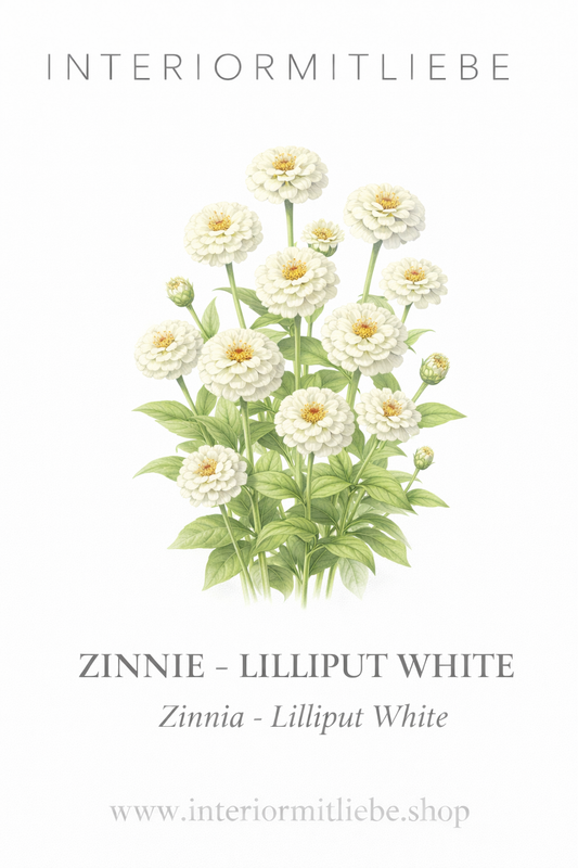 Zinnie Lilliput white – weiße Sommerblumen | Zinnien Samen für Beet, Balkon & Schnittblumen