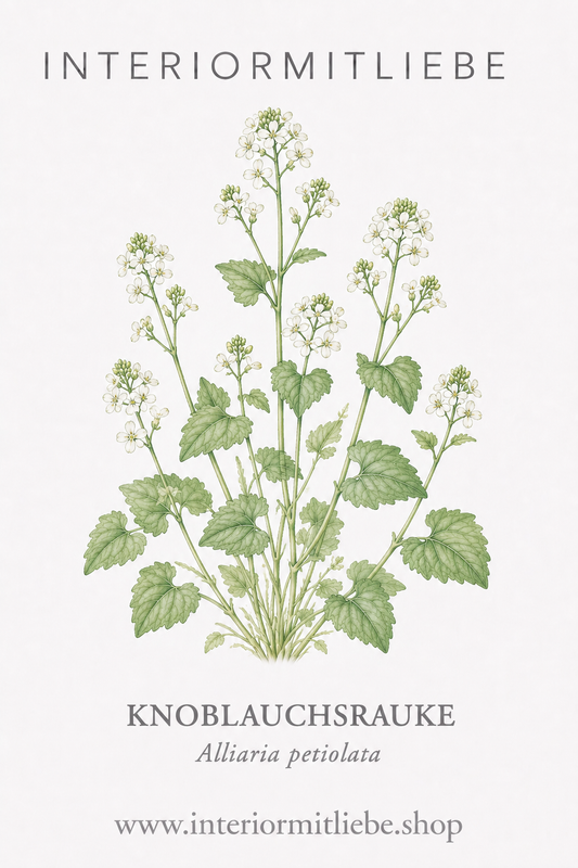 Knoblauchsrauke (Alliaria petiolata)