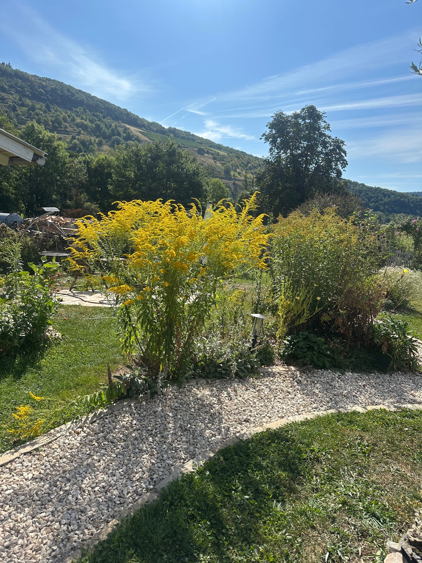 Goldrute (Solidago virgaurea) – Heil- und Wildpflanze