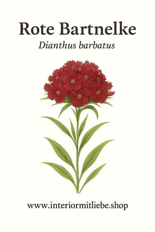 Dianthus barbatus (Rote Bartnelke) Samen