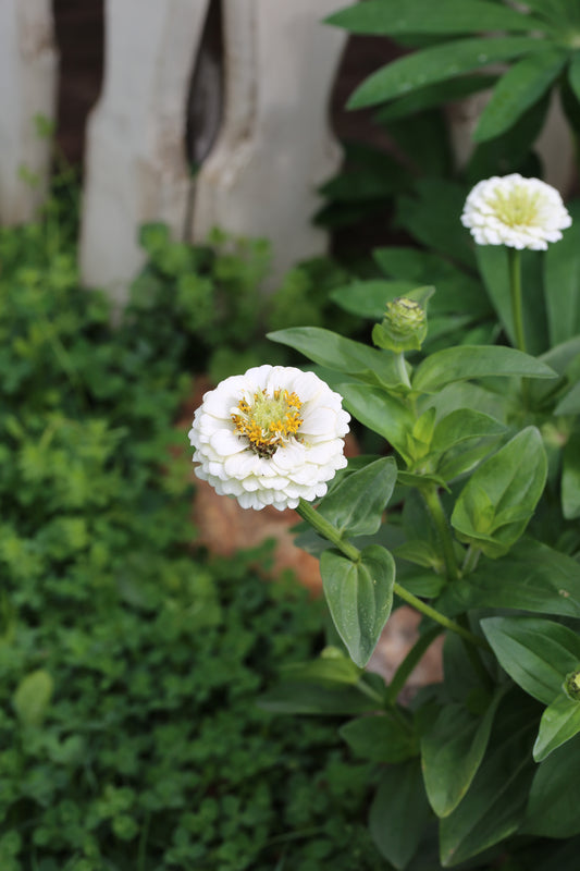 Zinnie Lilliput white – weiße Sommerblumen | Zinnien Samen für Beet, Balkon & Schnittblumen