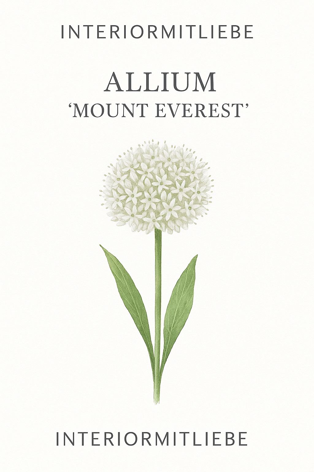 Allium Mount Everest Zierlauch Samen