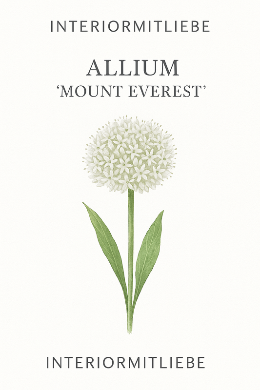 Allium Mount Everest Zierlauch Samen