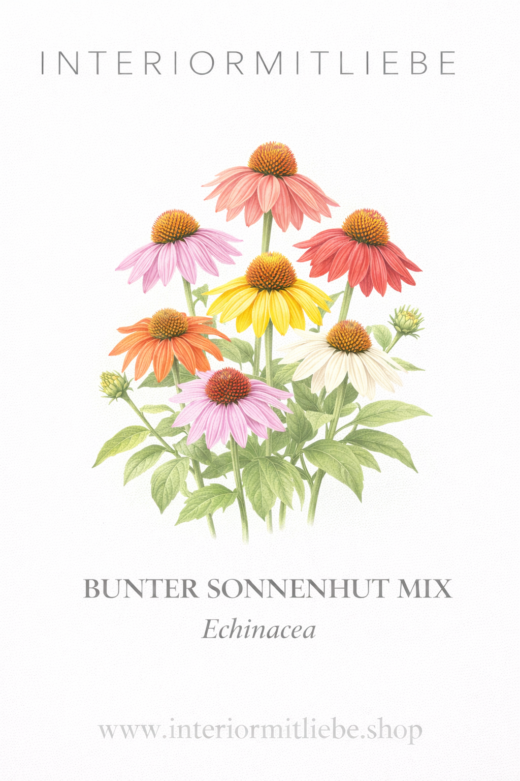 Bunte Sonnenhut Mix - farbenfroher Sommer