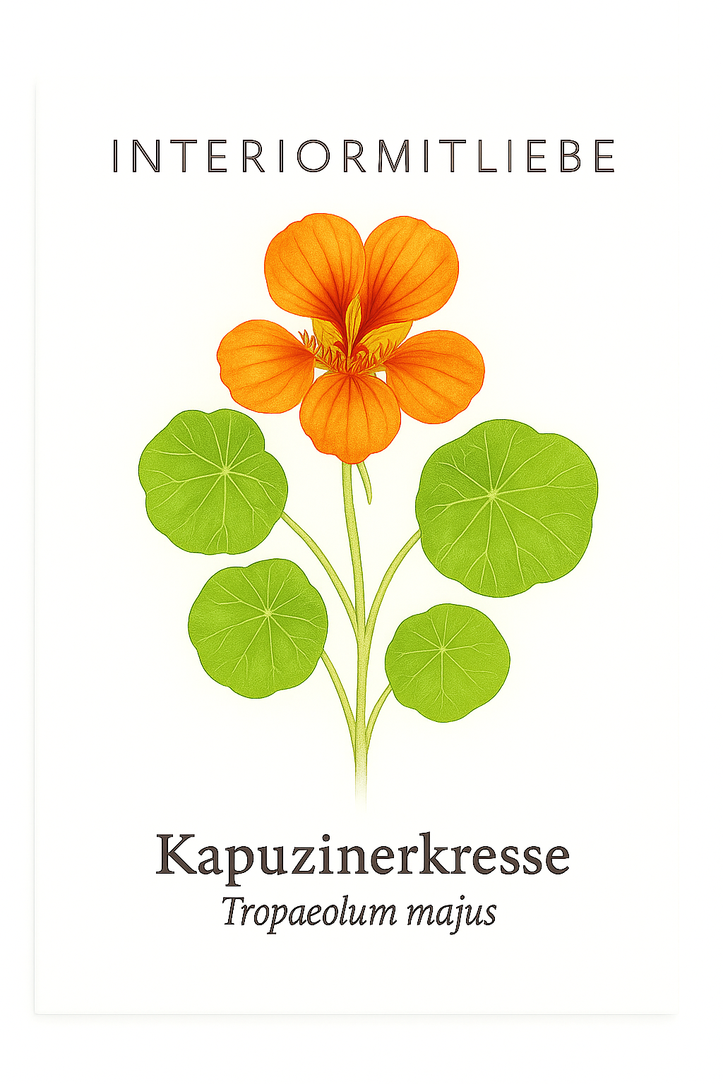 Kapuzinerkresse (Tropaeolum majus) - Pflegeleichte Sommerblume
