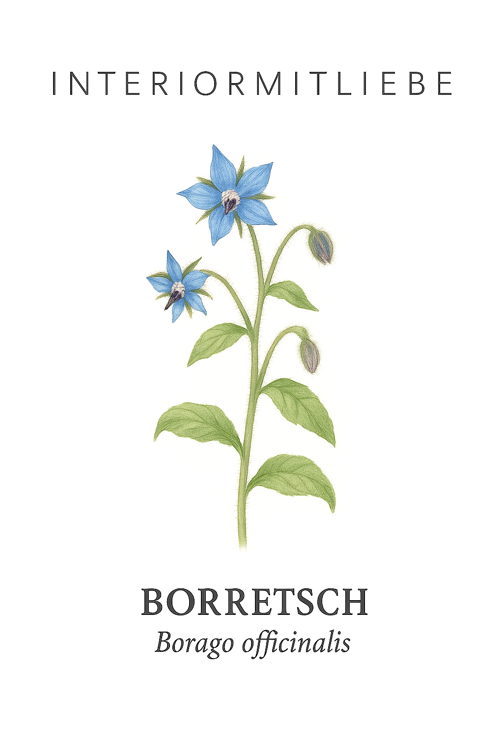 Borretsch-Saatgut – Borago officinalis