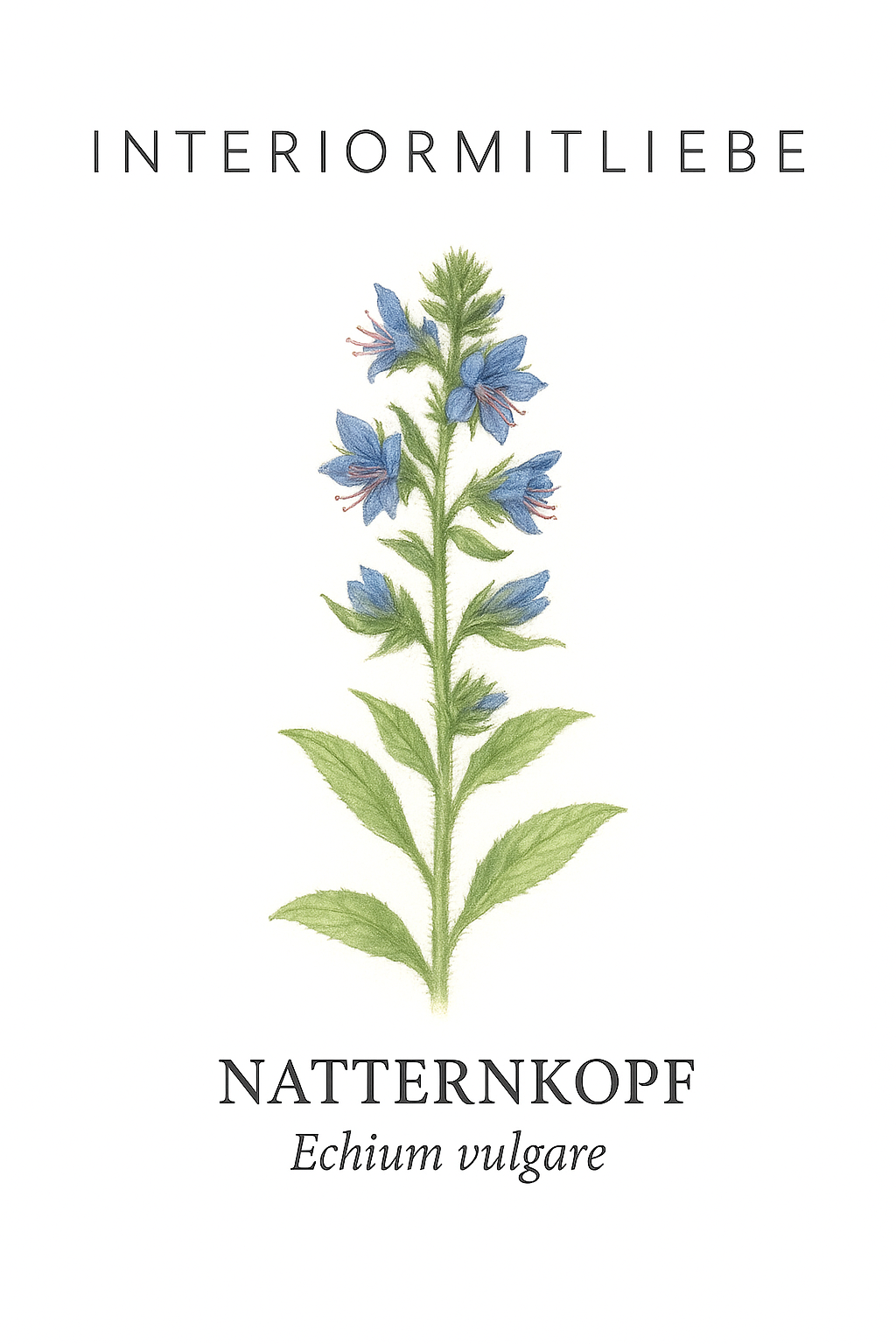 Natternkopf-Saatgut – Echium vulgare