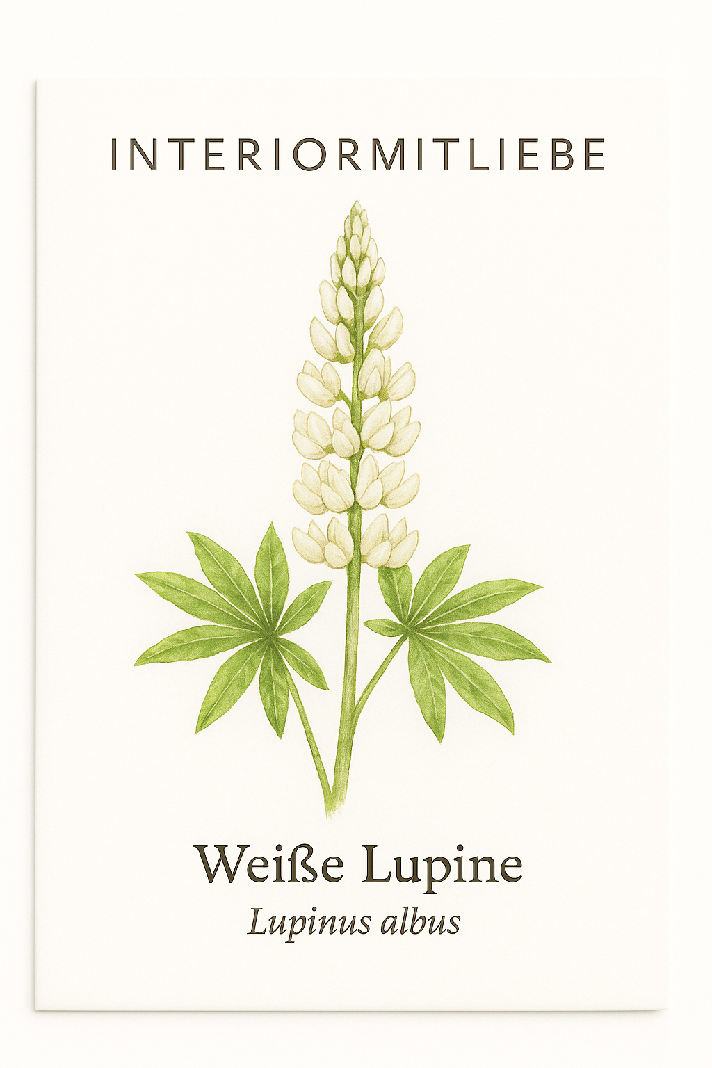 Weiße Lupine (Lupinus albus) – Weiße Prachtstaude