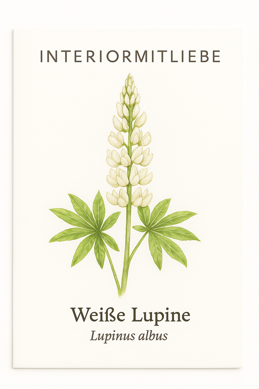 Weiße Lupine (Lupinus albus) – Weiße Prachtstaude
