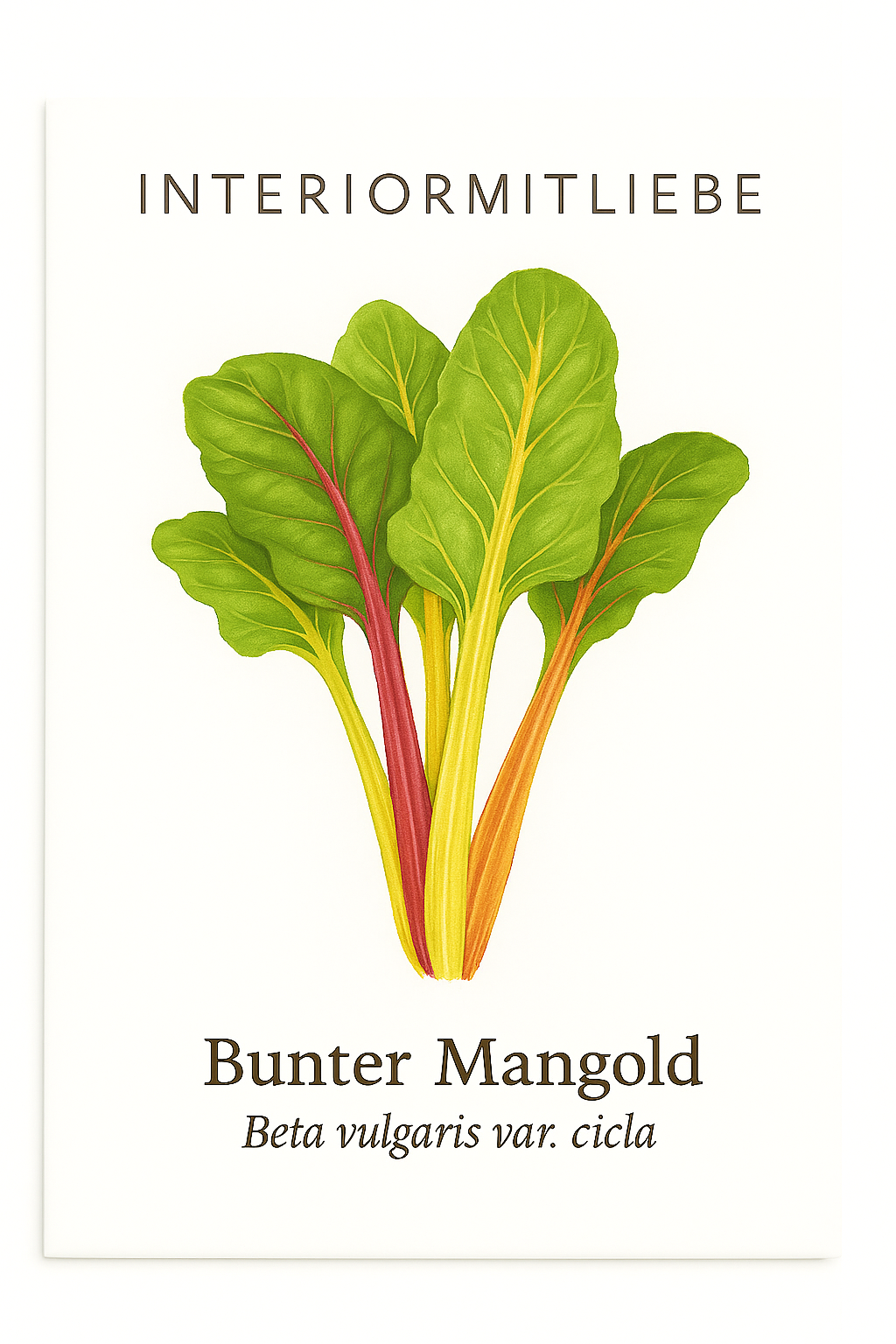 Mangold – farbenfrohes Blattgemüse mit vielseitigem Geschmack