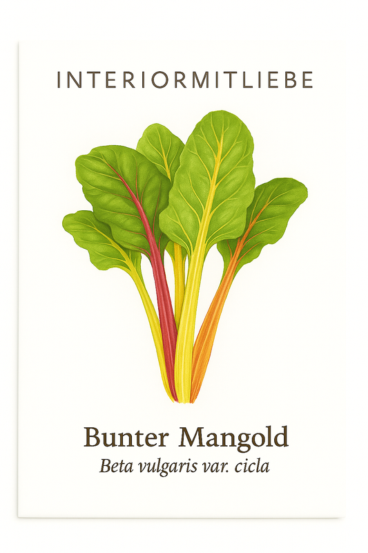Mangold – farbenfrohes Blattgemüse mit vielseitigem Geschmack