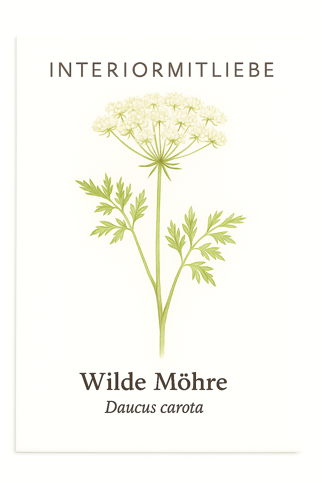 Wilde Möhre – filigrane Blütenschirme für naturnahe Gärten