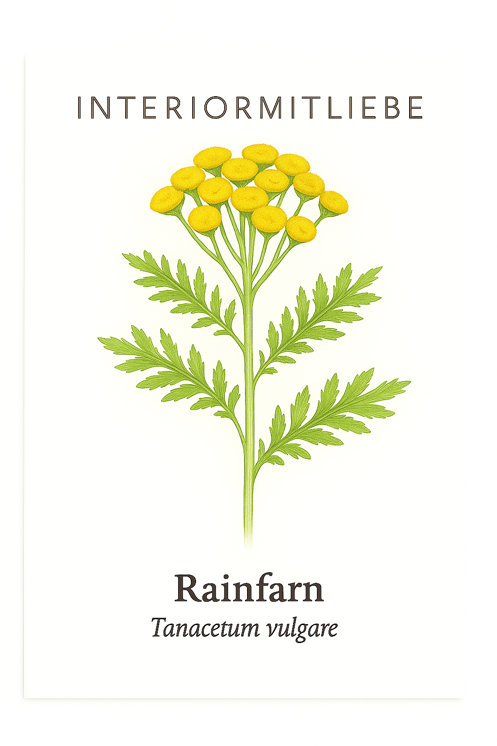 Rainfarn (Tanacetum vulgare) – Samen für deinen Naturgarten