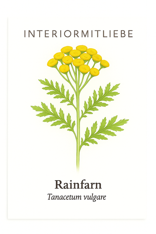 Rainfarn (Tanacetum vulgare) – Samen für deinen Naturgarten