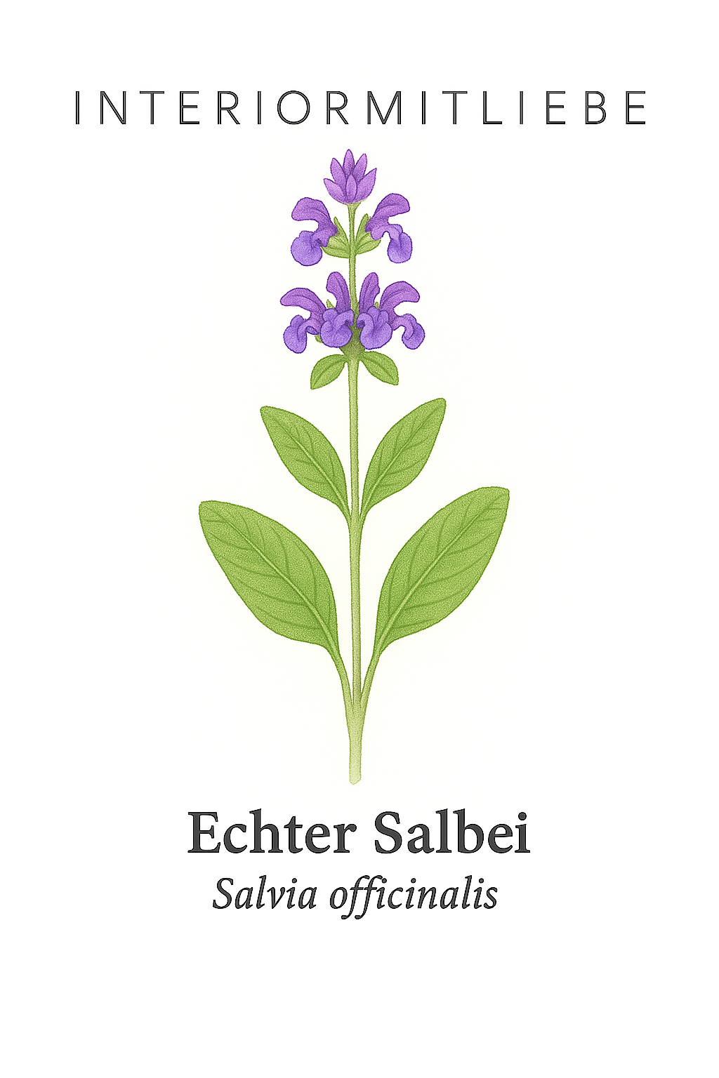 Echter Salbei (Salvia officinalis)