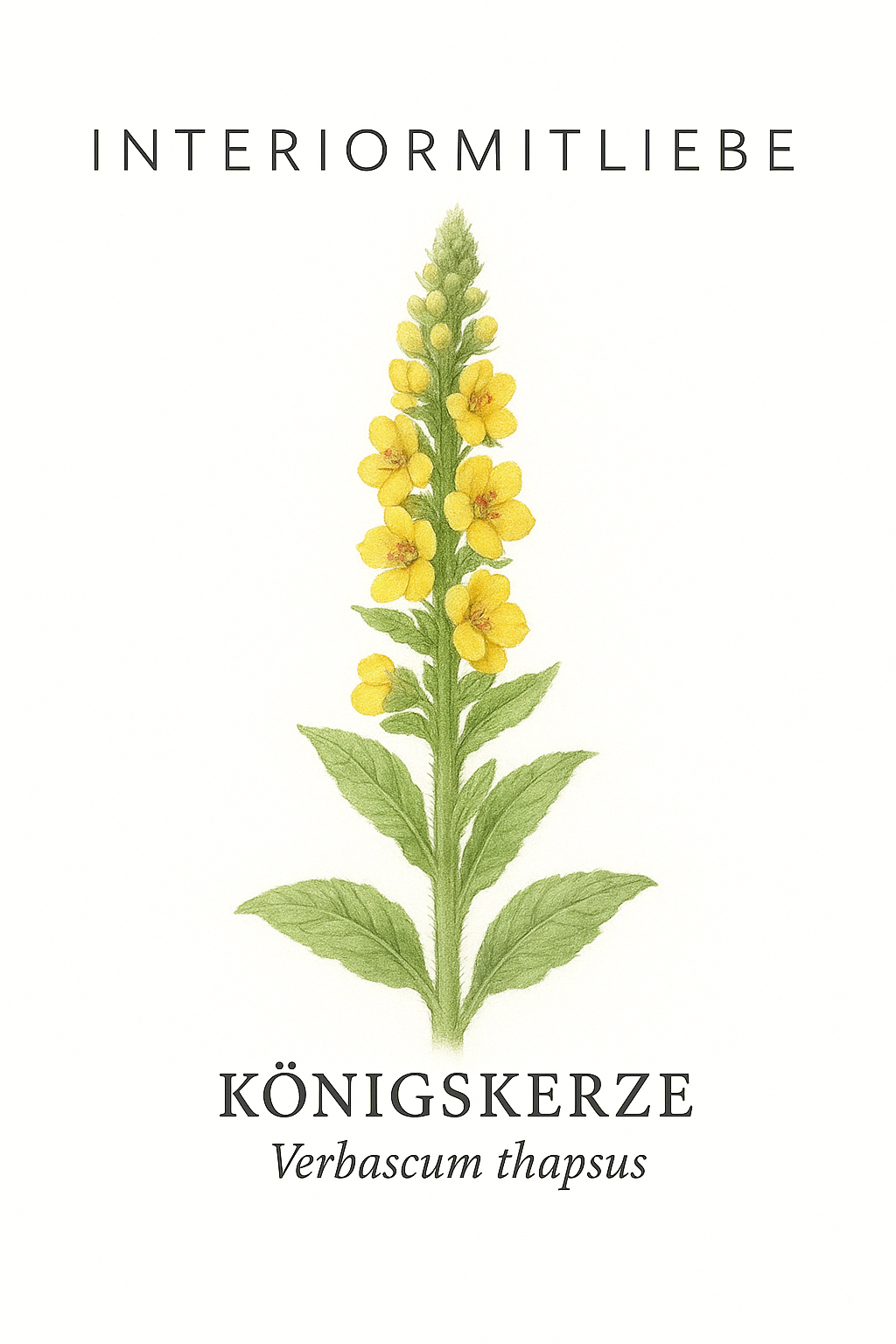 Königskerze – majestätische Staude mit leuchtenden Blütenkerzen