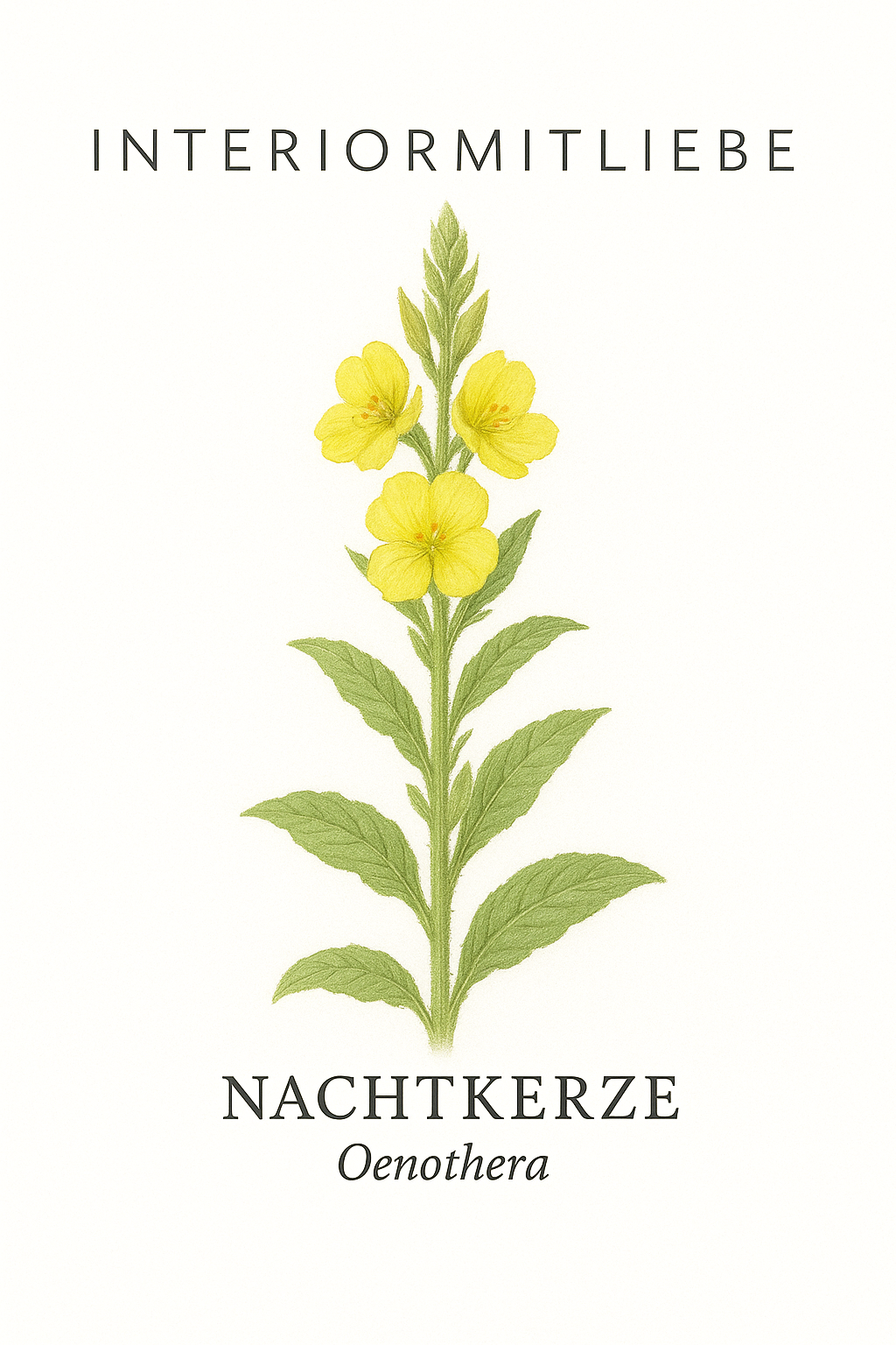 Nachtkerze (Oenothera biennis) – Leuchtende Schönheit der Nacht