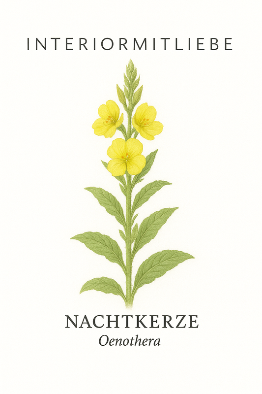 Nachtkerze (Oenothera biennis) – Leuchtende Schönheit der Nacht