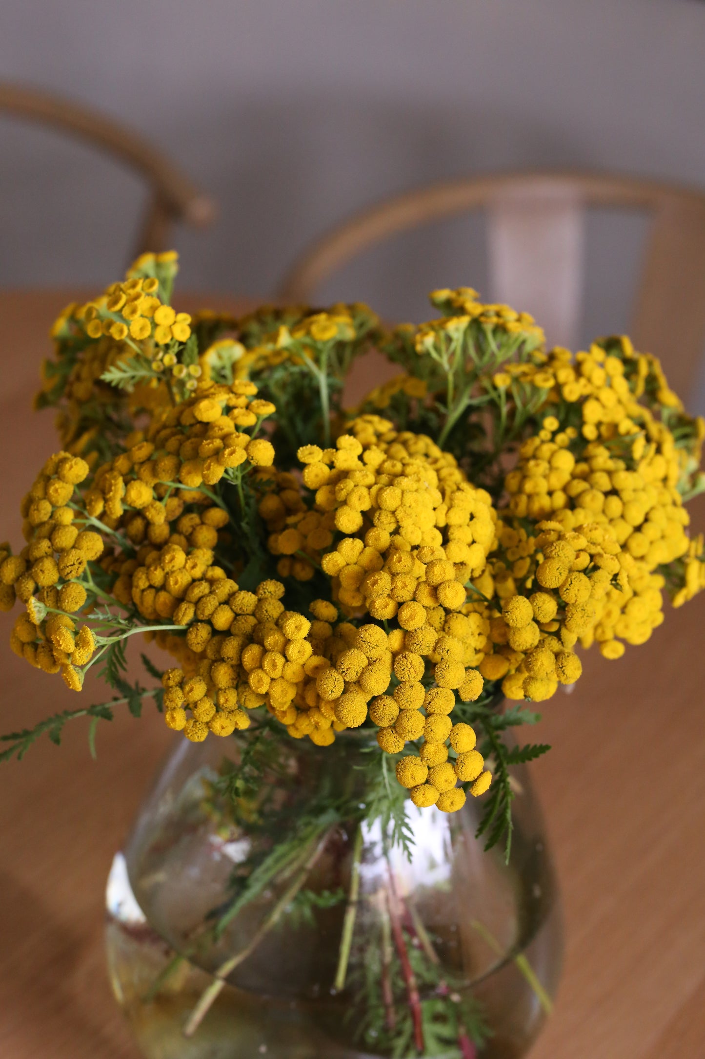 Rainfarn (Tanacetum vulgare) – Samen für deinen Naturgarten