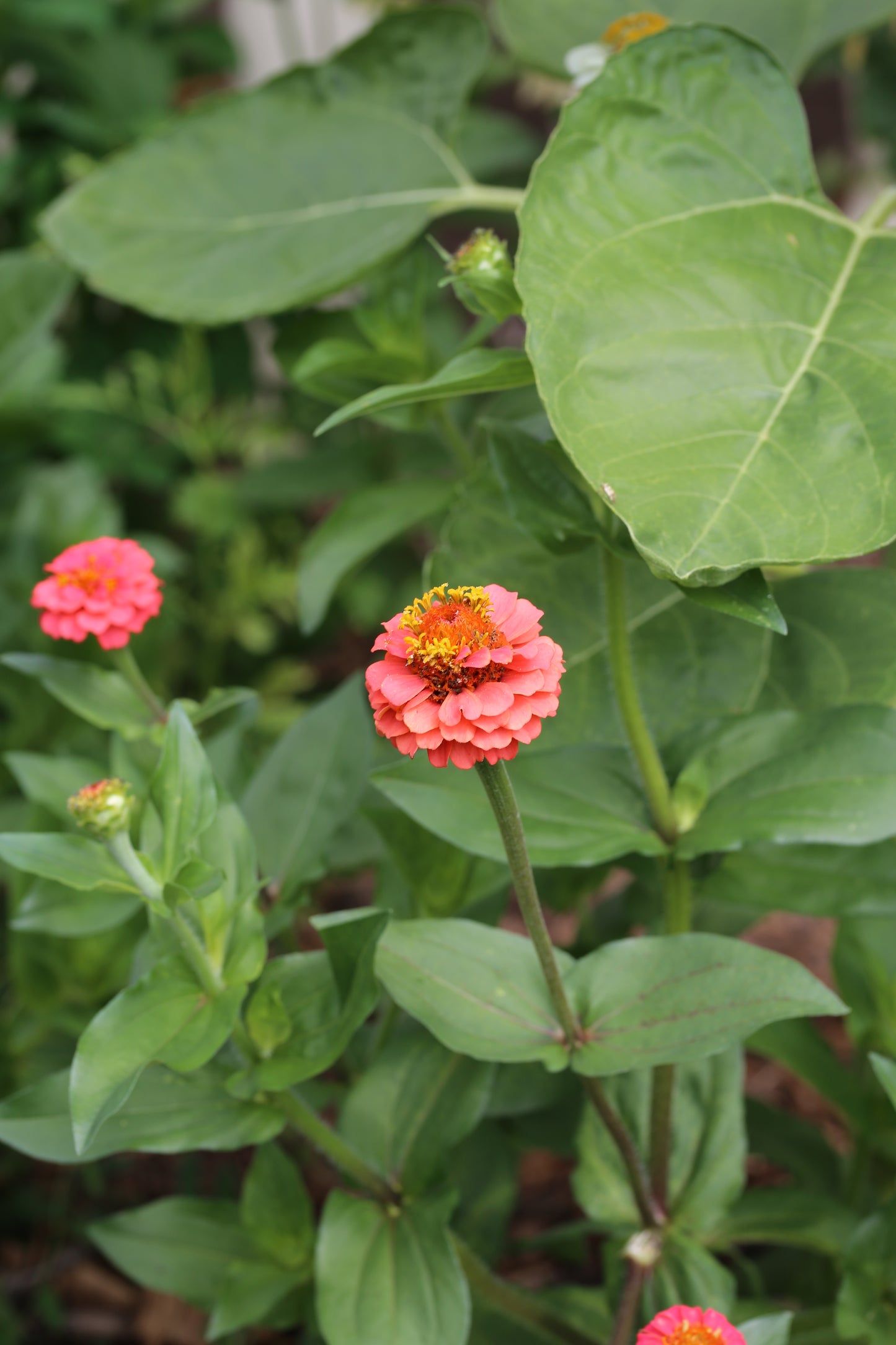 Zinnie Lilliput pink – pinke Sommerblumen | Zinnien Samen für Beet, Balkon & Schnittblumen