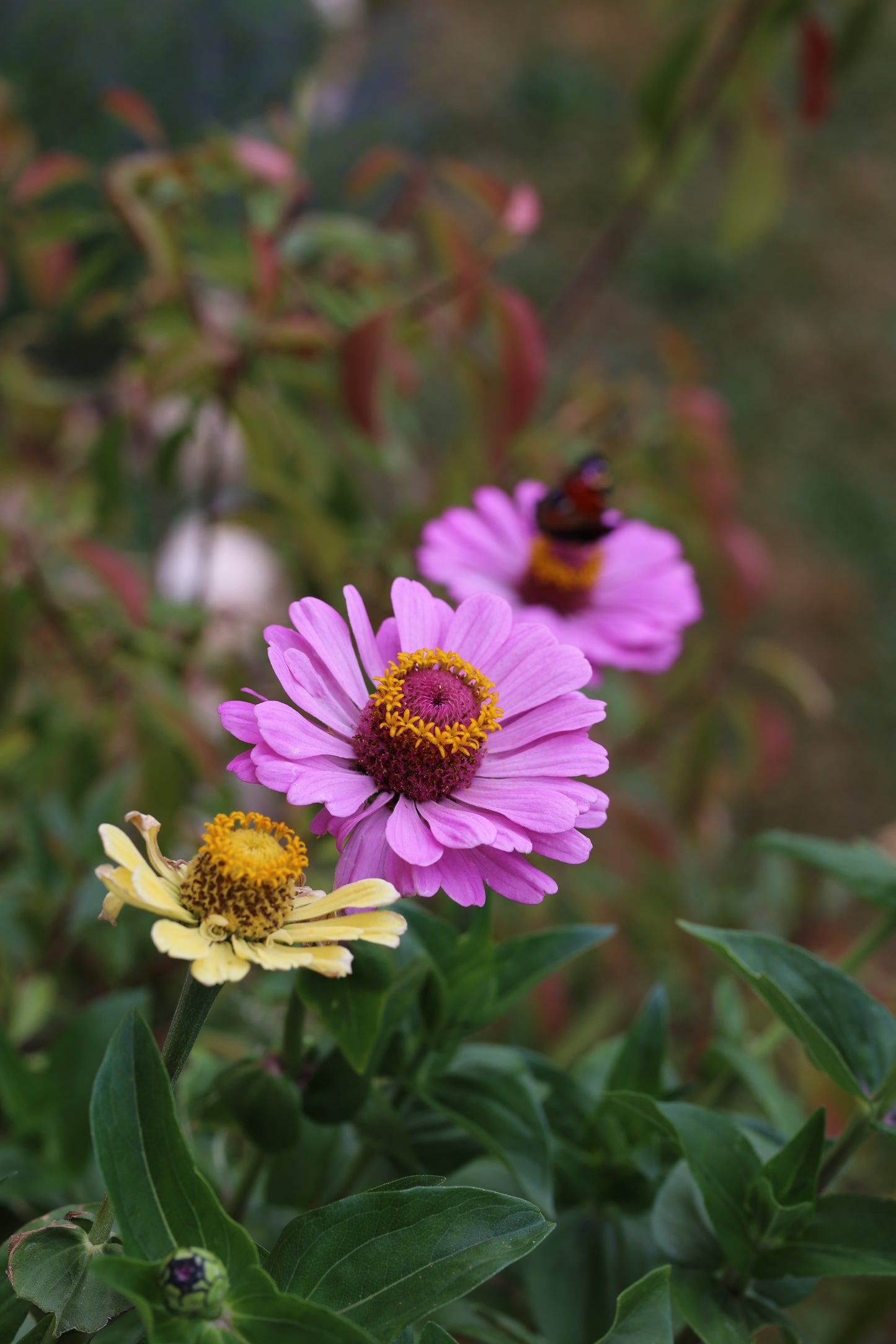 Bunte Zinnien Mischung – farbenfrohe Sommerblumen | Zinnien Samen für Beet, Balkon & Schnittblumen