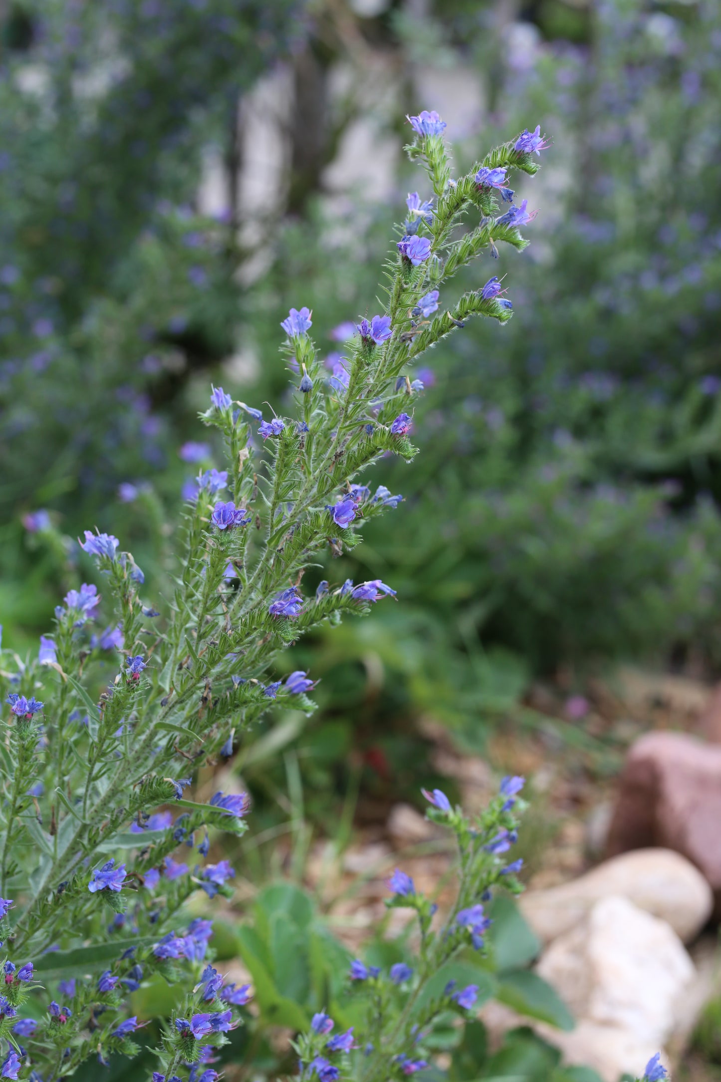 Natternkopf-Saatgut – Echium vulgare