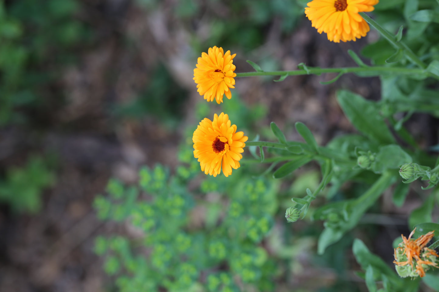 Ringelblume bunter Mix – farbenfroher Klassiker für Beet & Balkon