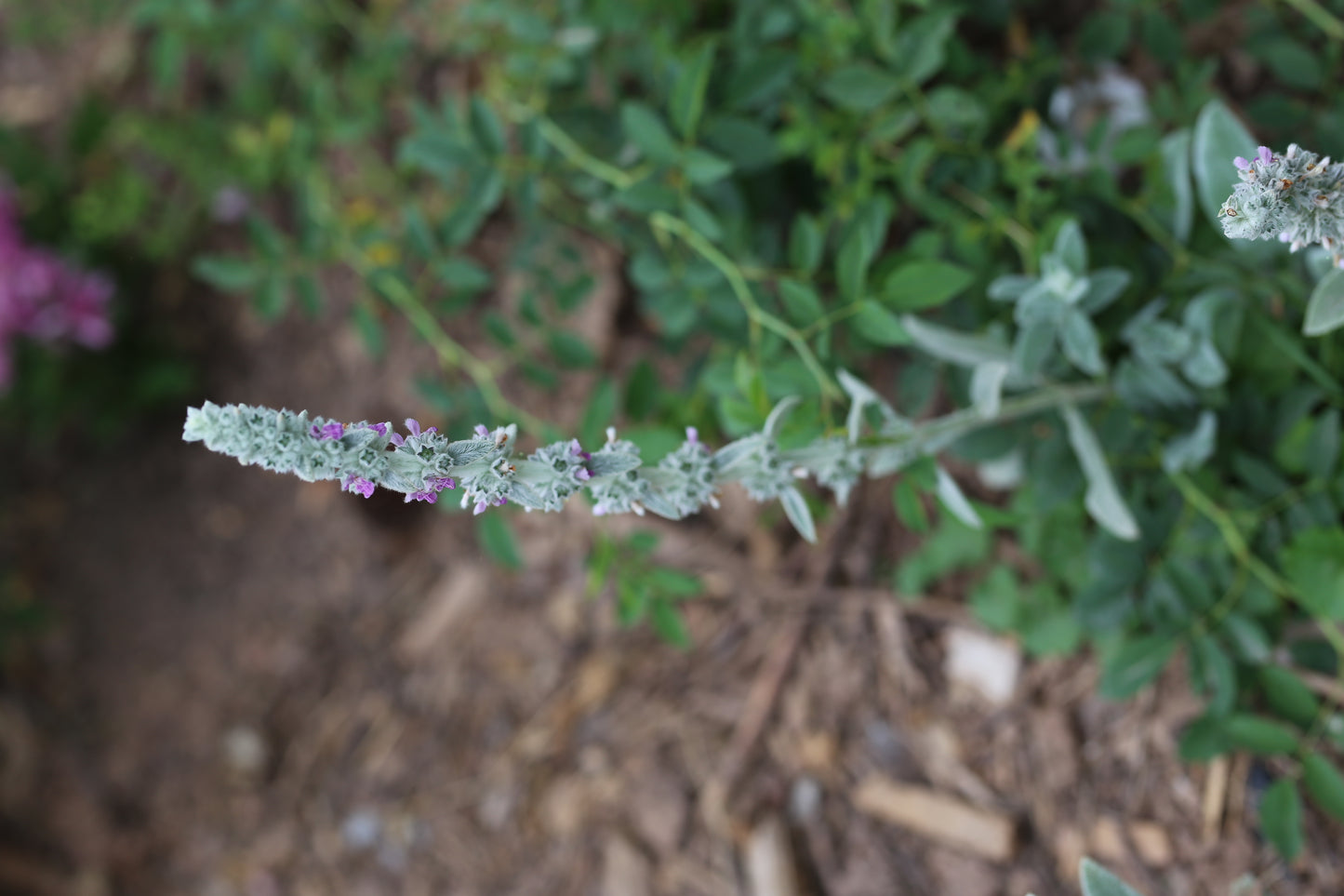 Wollziest – silbrig-weiche Blätter! Unser Bienenmagnet im Staudenbeet