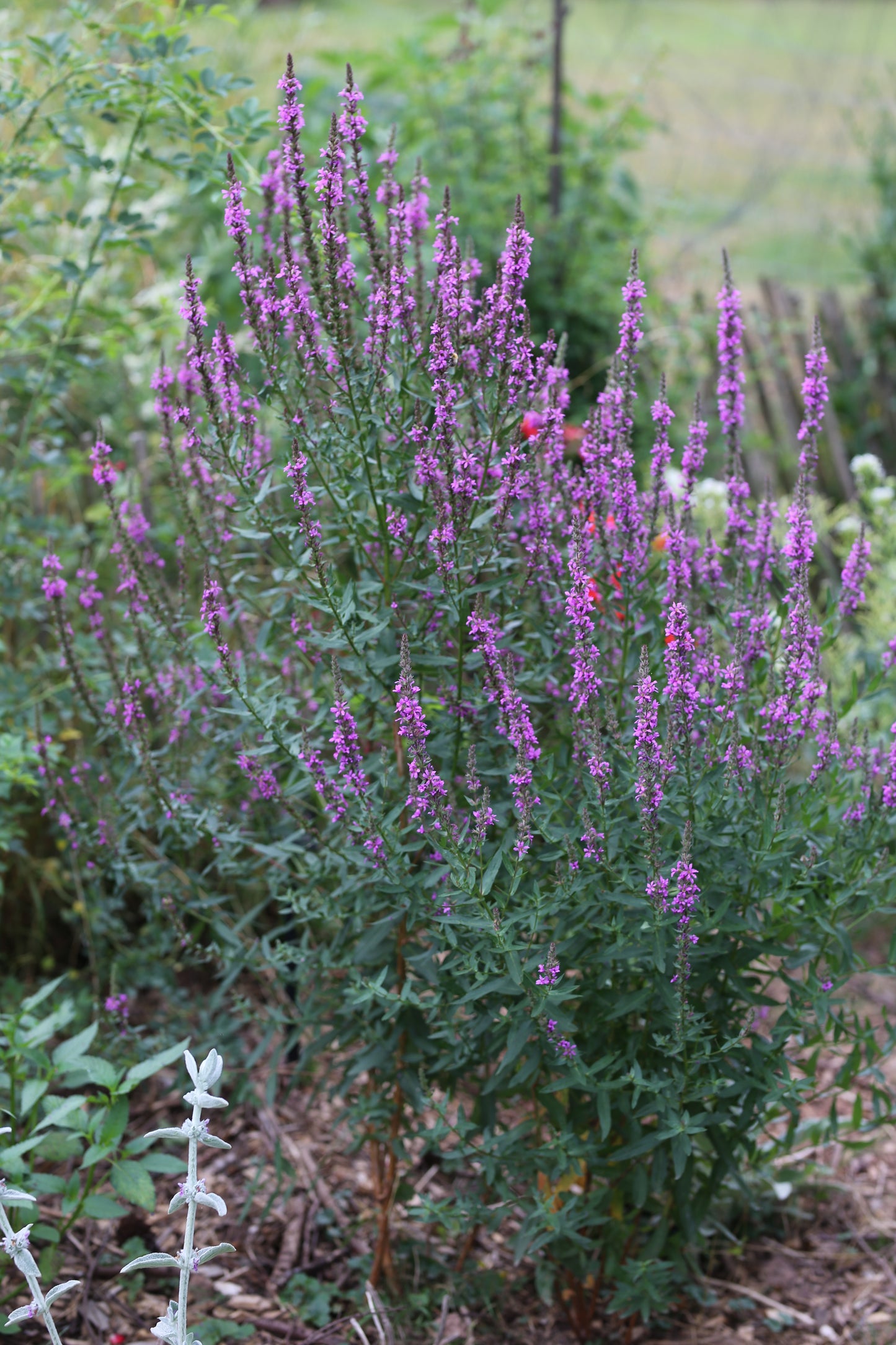 Blutweiderich (Lythrum salicaria) – Zierde & Insektenmagnet