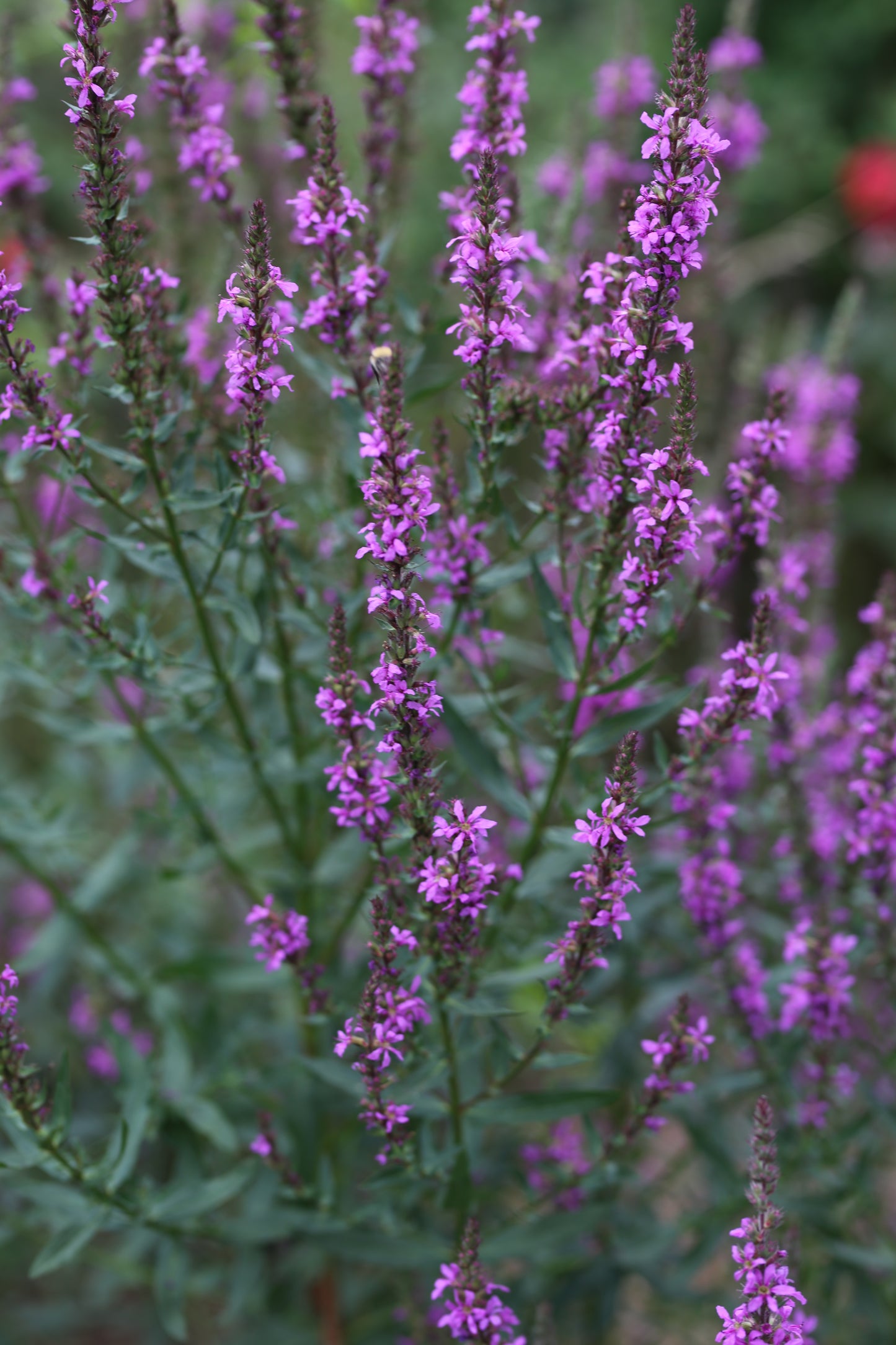 Blutweiderich (Lythrum salicaria) – Zierde & Insektenmagnet