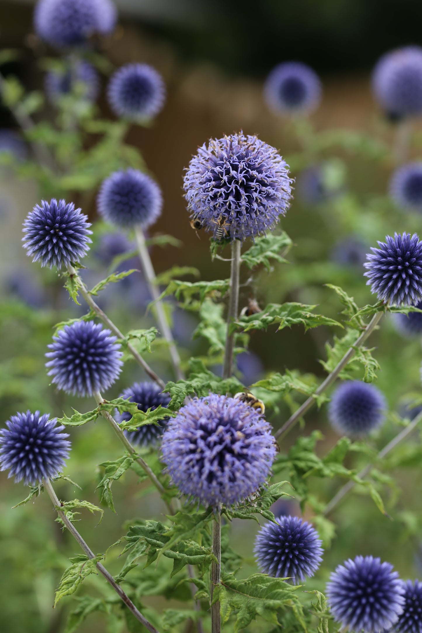 Blaue Kugeldistel – elegante Strukturpflanze mit besonderer Ausstrahlung