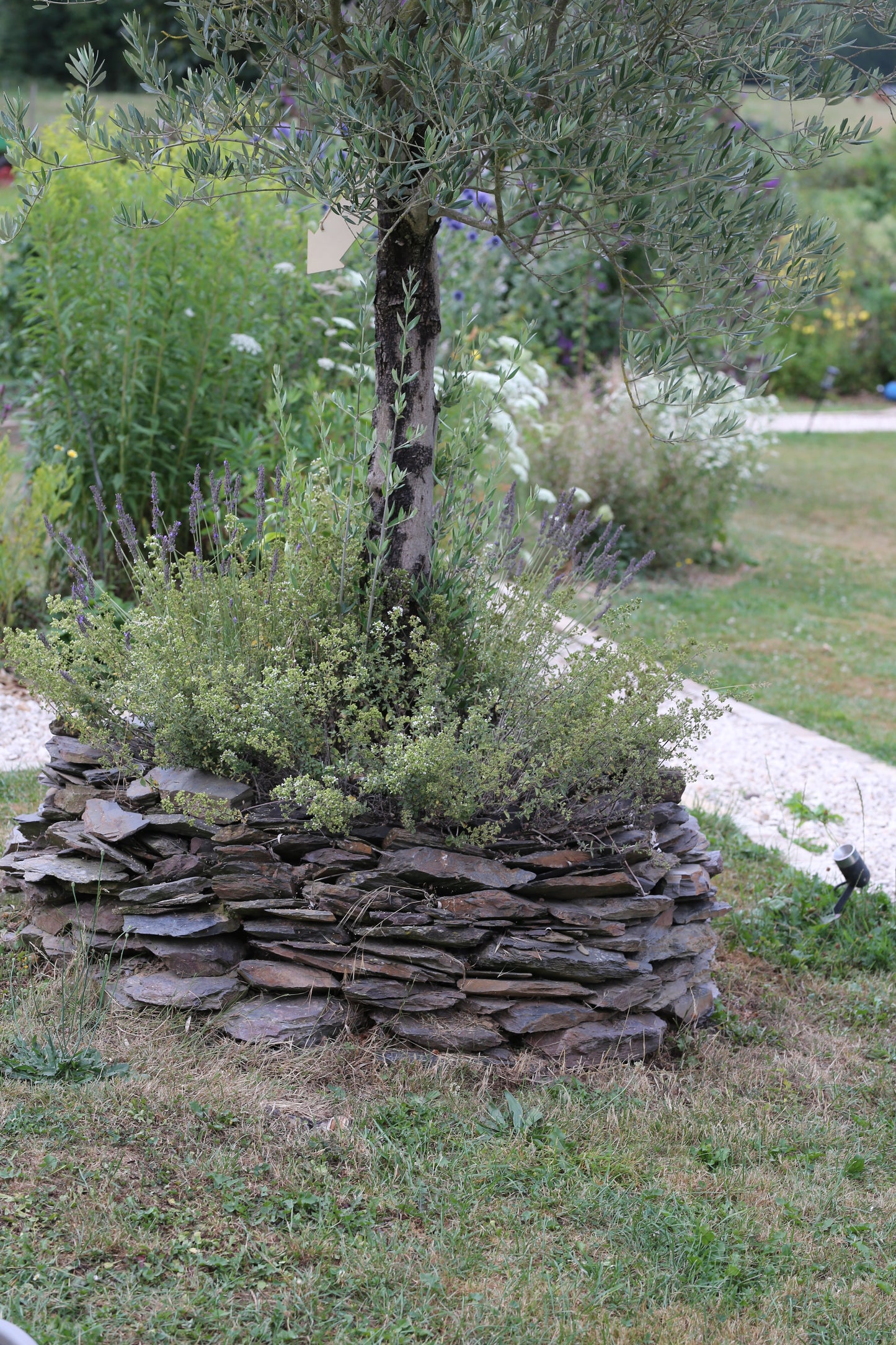 Oregano-Saatgut – Origanum vulgare