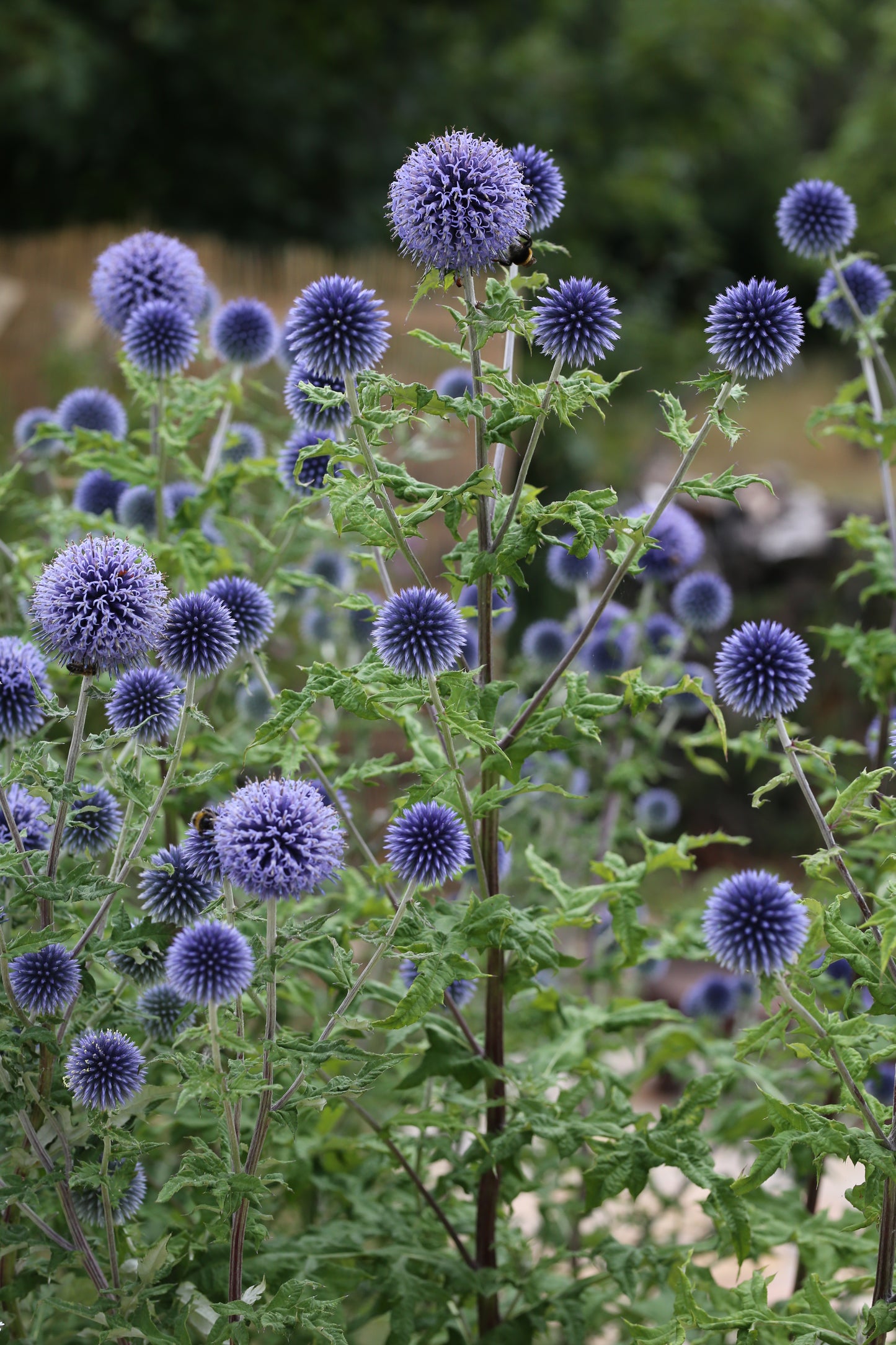 Blaue Kugeldistel – elegante Strukturpflanze mit besonderer Ausstrahlung