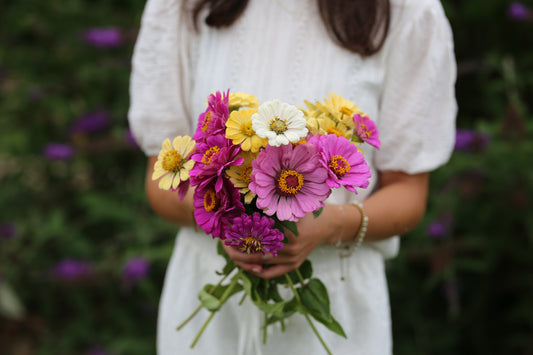 Bunte Zinnien Mischung – farbenfrohe Sommerblumen | Zinnien Samen für Beet, Balkon & Schnittblumen