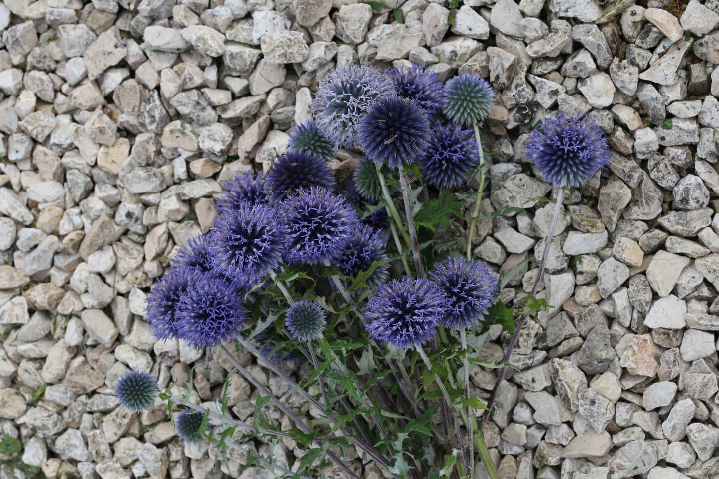 Blaue Kugeldistel – elegante Strukturpflanze mit besonderer Ausstrahlung