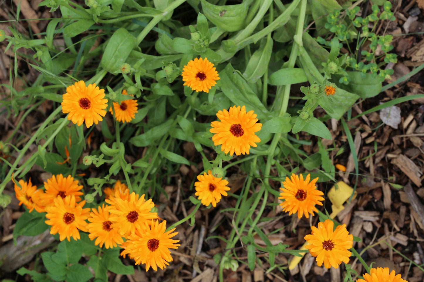 Ringelblume bunter Mix – farbenfroher Klassiker für Beet & Balkon