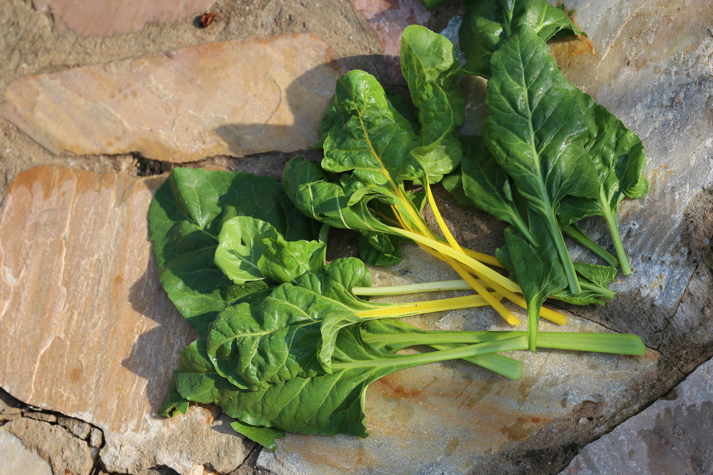 Mangold – farbenfrohes Blattgemüse mit vielseitigem Geschmack
