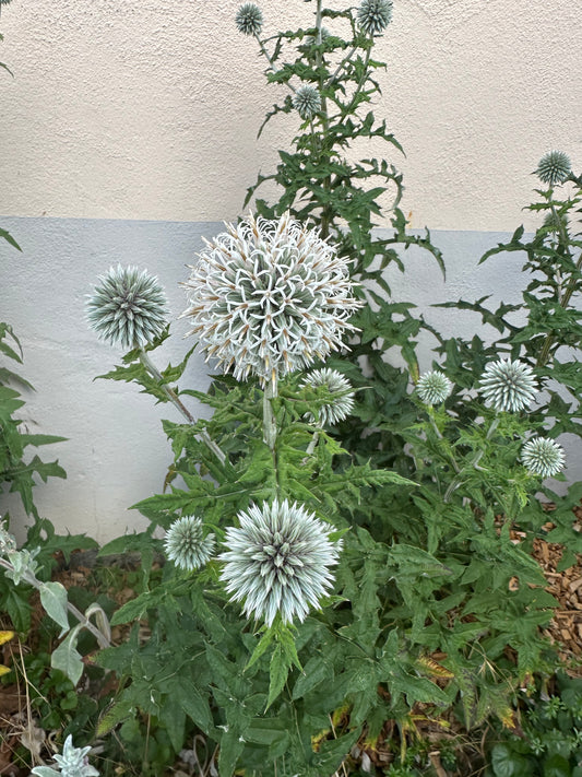 Weisse Kugeldistel – elegante bienenfreundliche Staude
