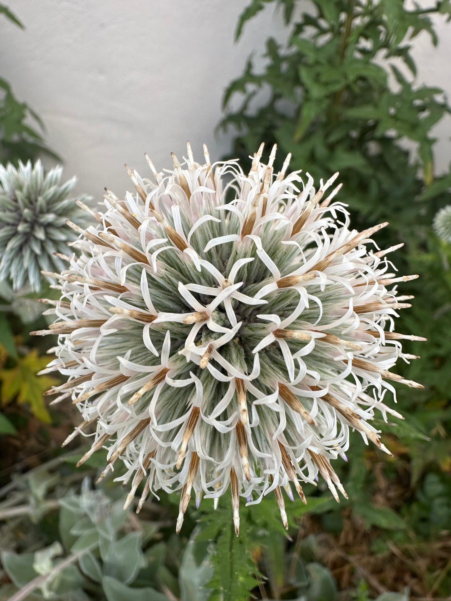 Weisse Kugeldistel – elegante bienenfreundliche Staude