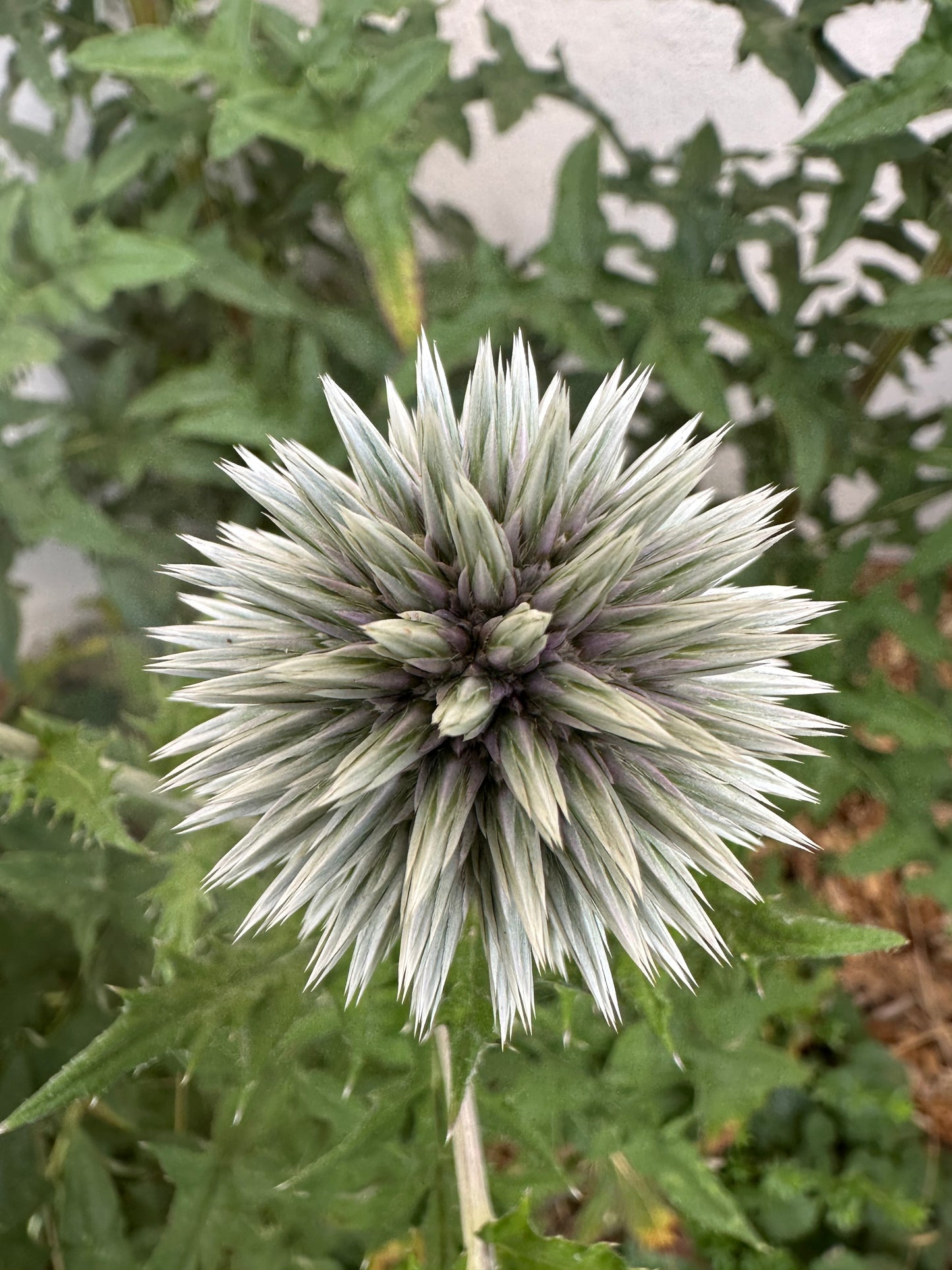 Weisse Kugeldistel – elegante bienenfreundliche Staude