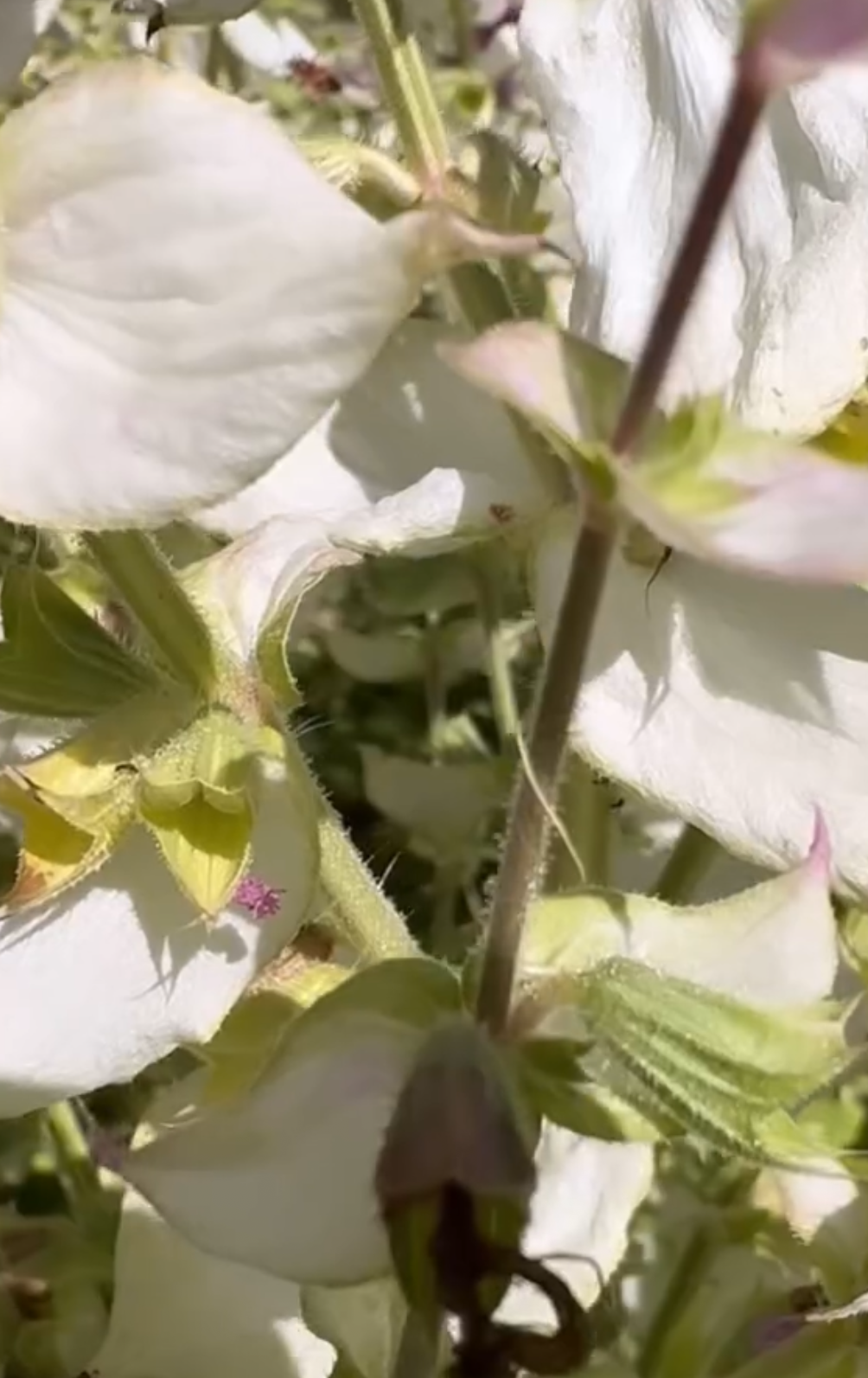 Muskateller-Salbei – duftende Staude mit imposanter Blüte