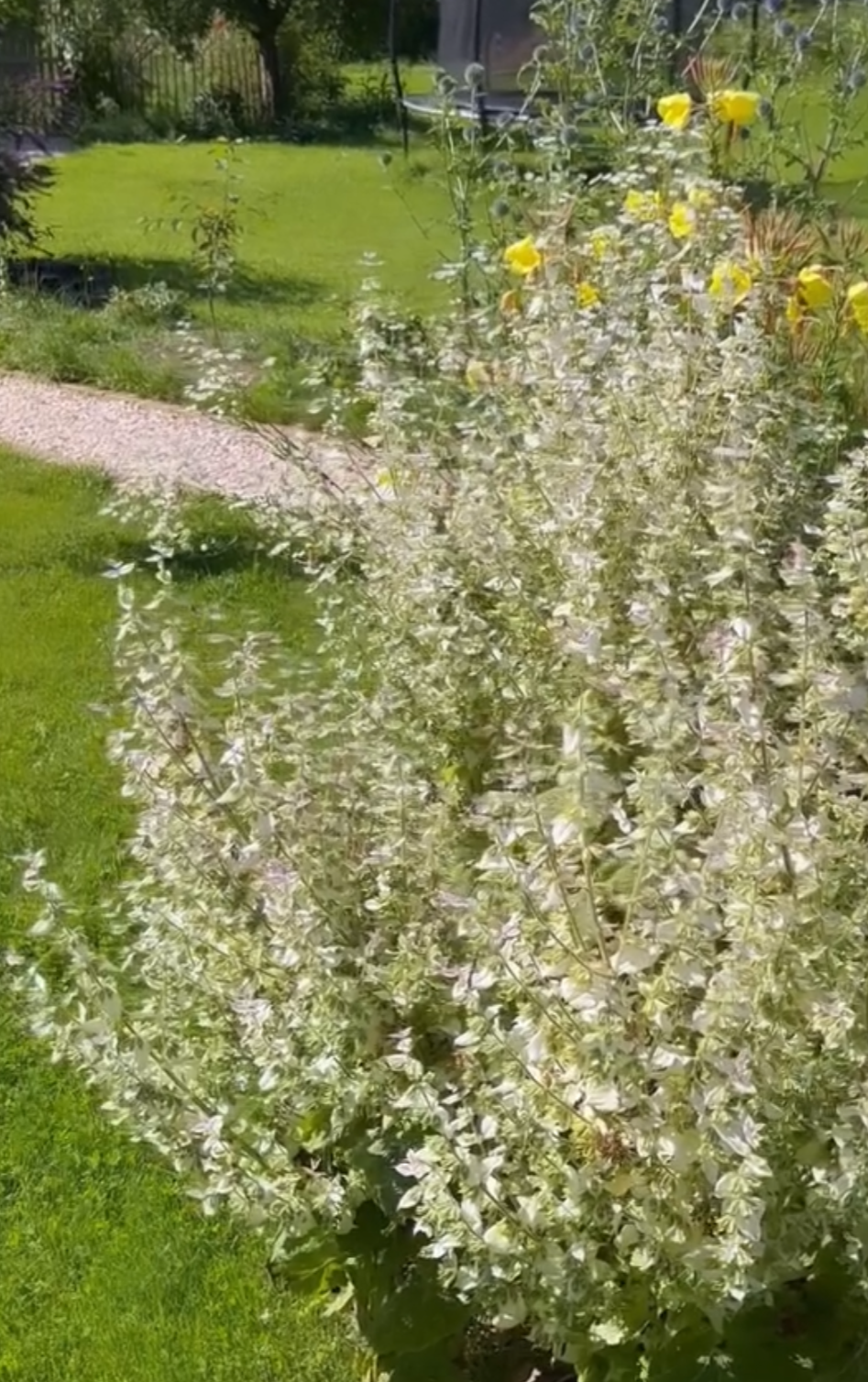 Muskateller-Salbei – duftende Staude mit imposanter Blüte