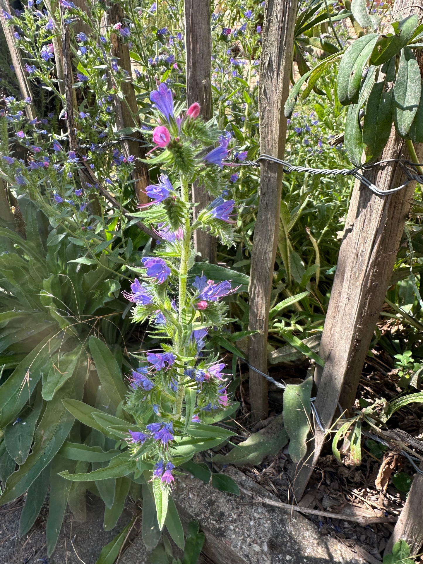 Natternkopf-Saatgut – Echium vulgare