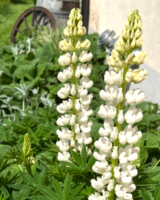 Weiße Lupine (Lupinus albus) – Weiße Prachtstaude