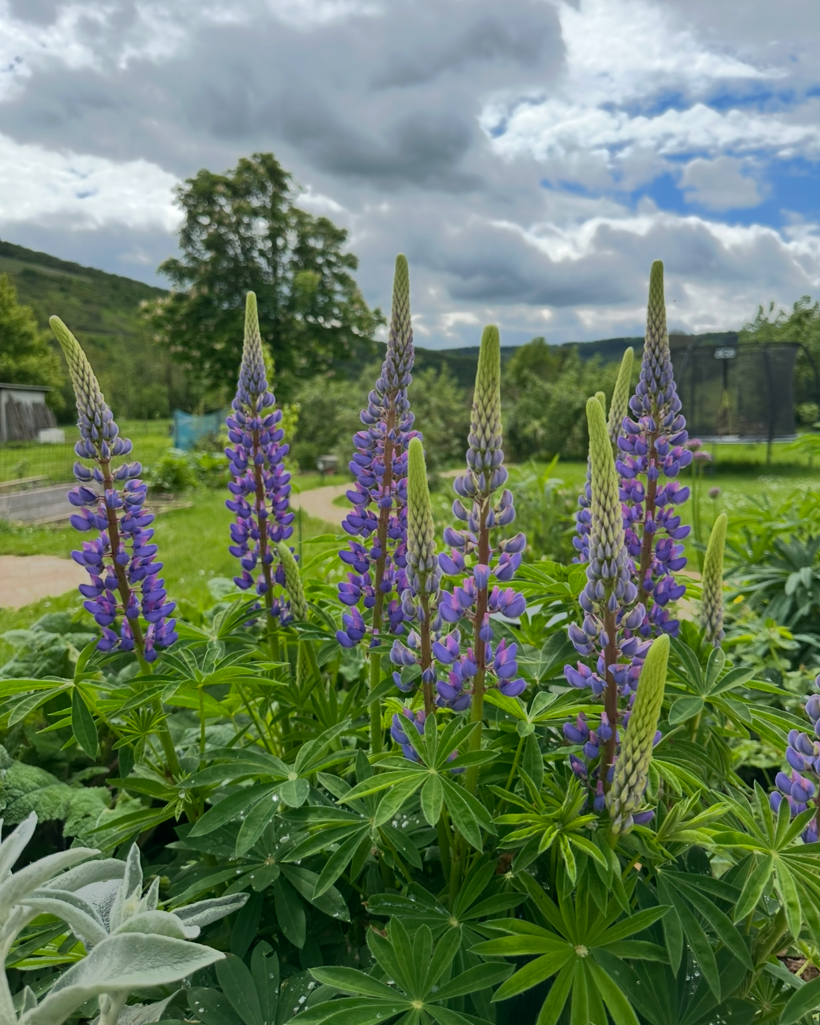 Blaue Lupine (Lupinus polyphyllus) – Farbenfroher Blickfang für den Garten