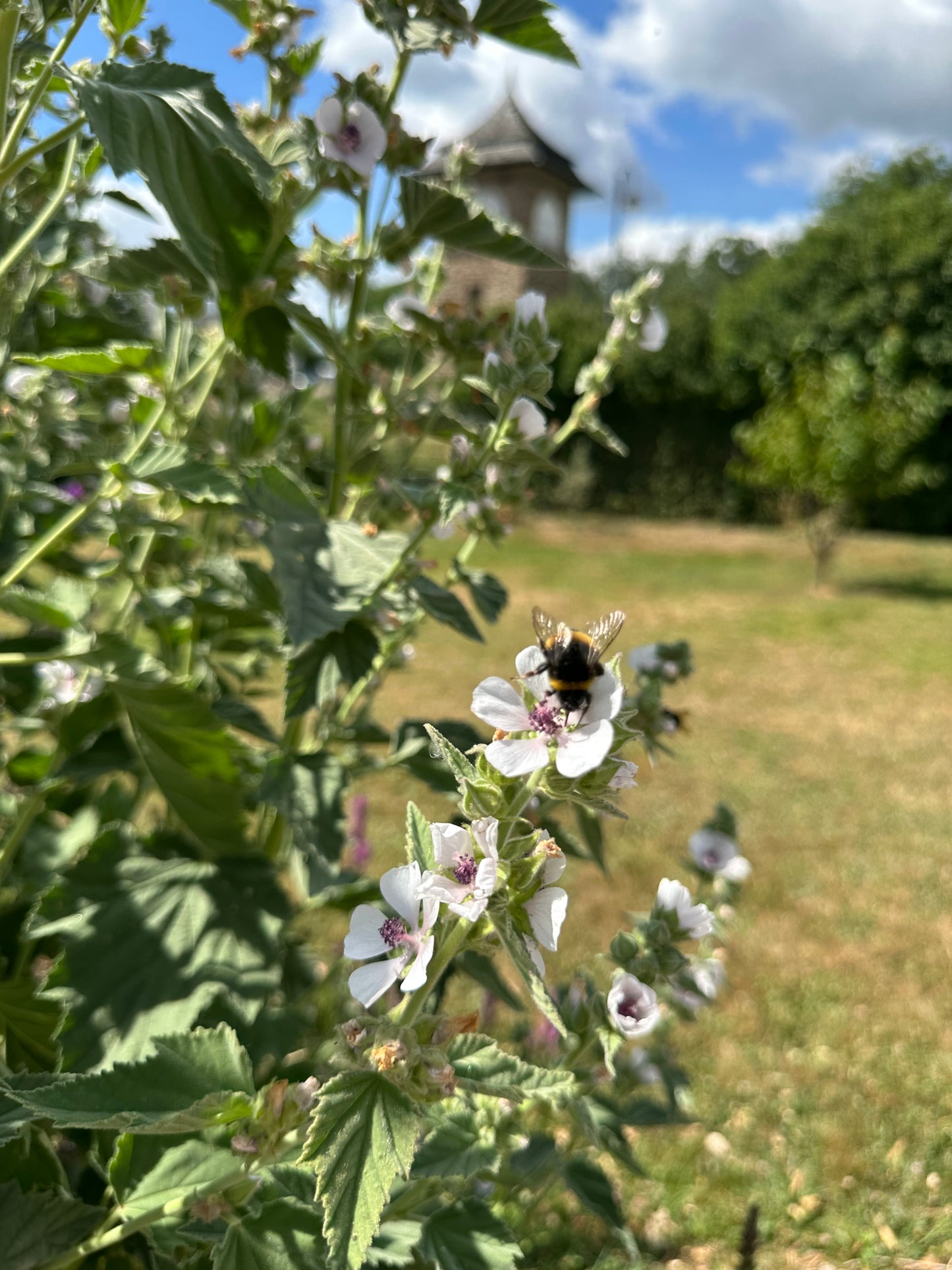 Echter Eibisch-Saatgut – Althaea officinalis