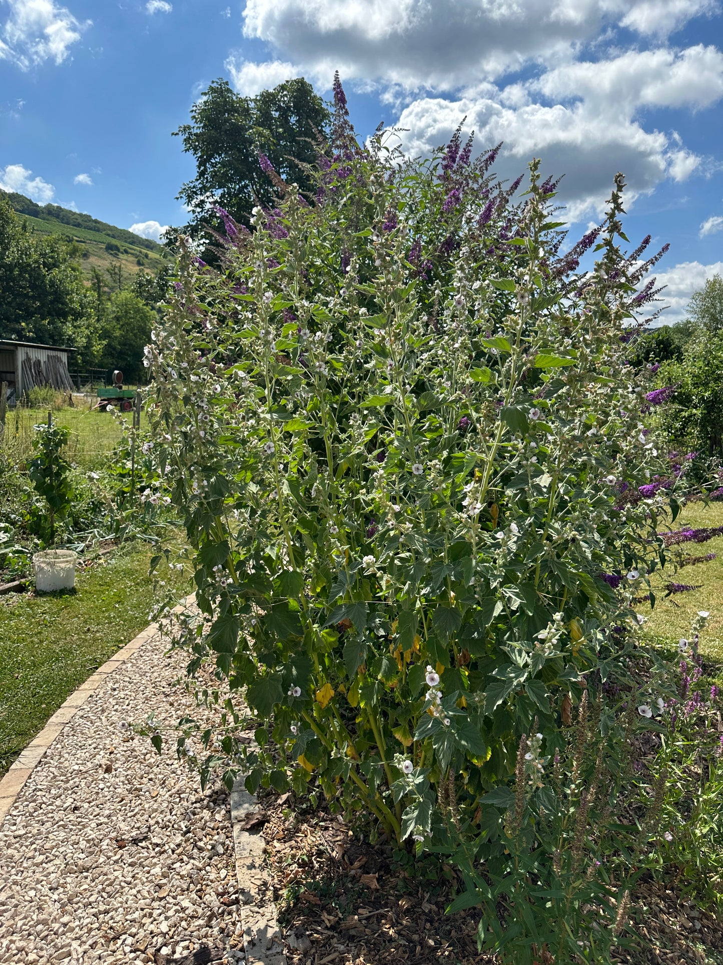 Echter Eibisch-Saatgut – Althaea officinalis