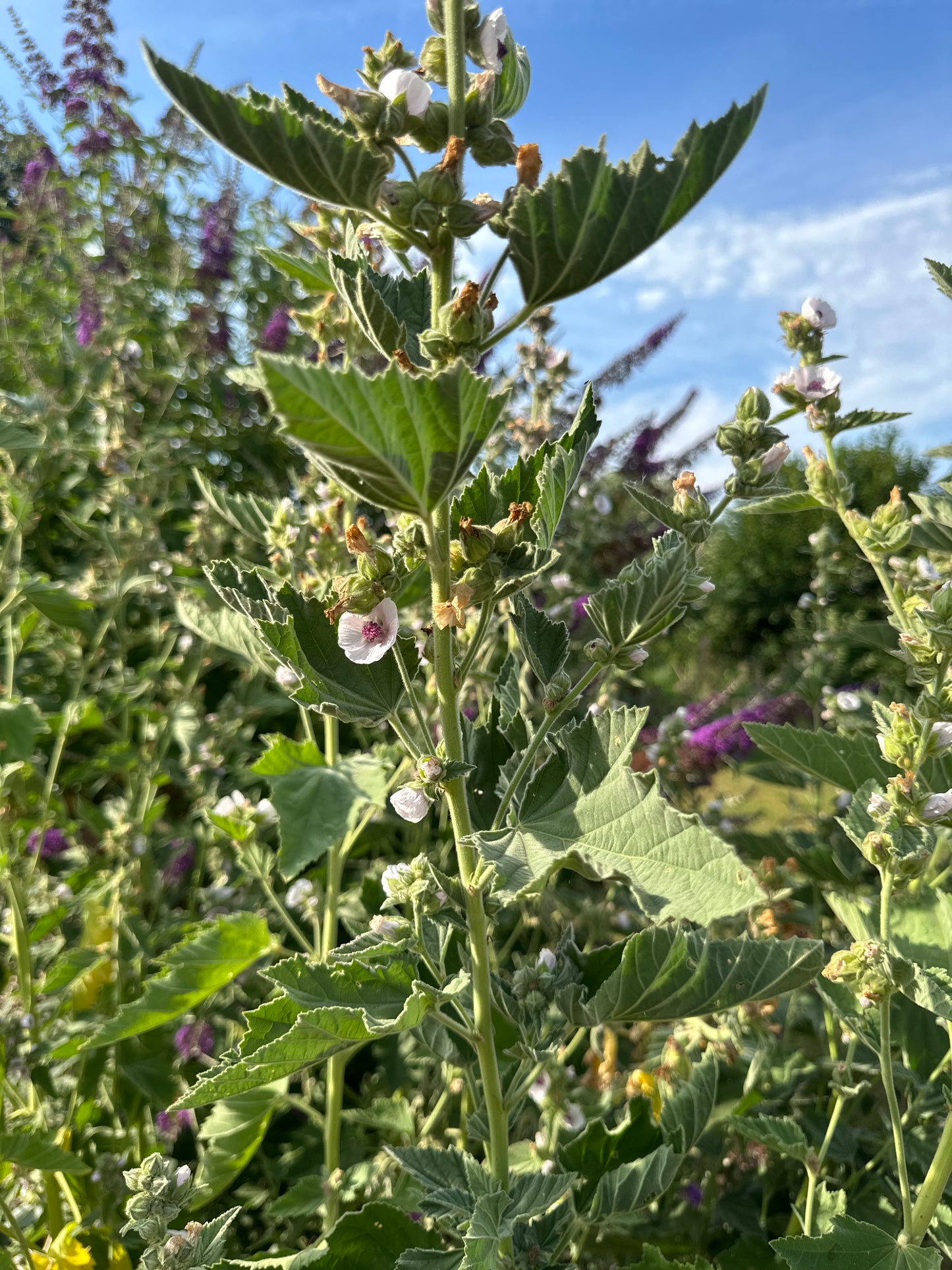 Echter Eibisch-Saatgut – Althaea officinalis