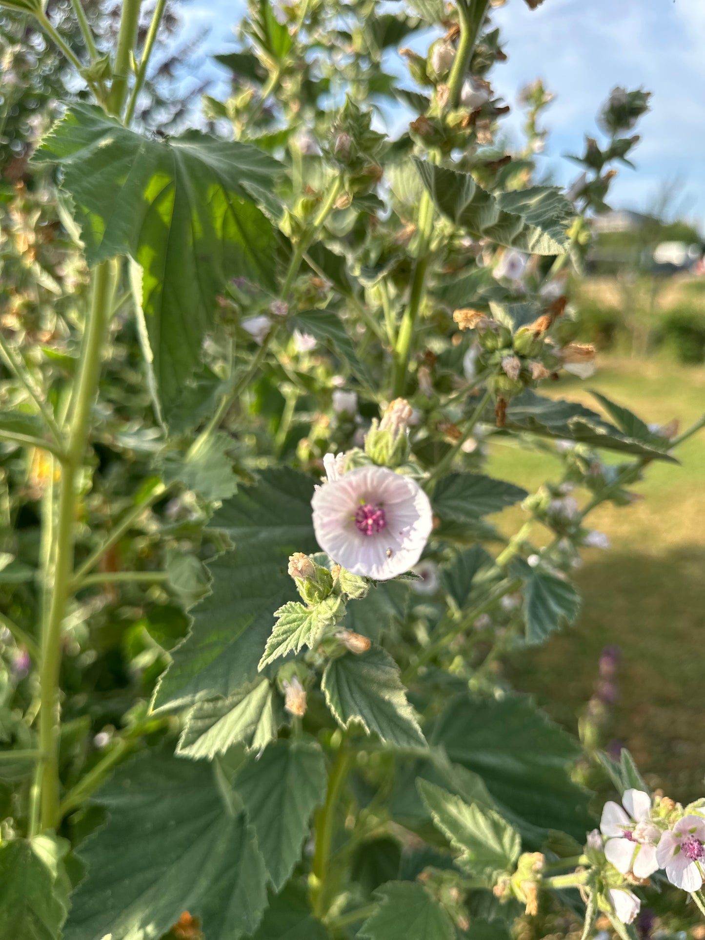 Echter Eibisch-Saatgut – Althaea officinalis
