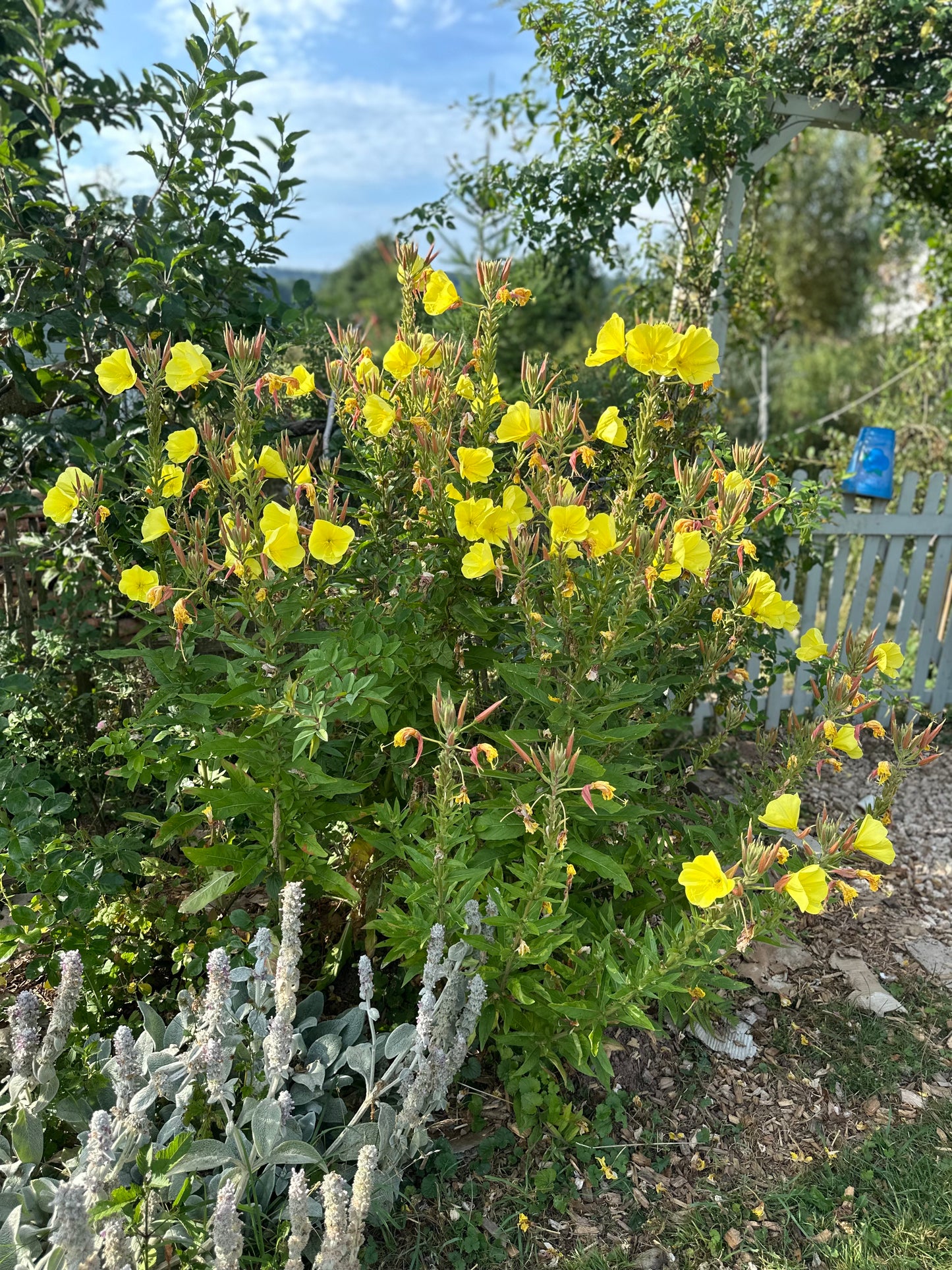 Nachtkerze (Oenothera biennis) – Leuchtende Schönheit der Nacht